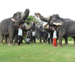 Elephant Village In Jaipur A Unique Cultural Experience