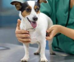 Vet in Singapore