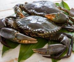 Mud crab farming in tamilnadu