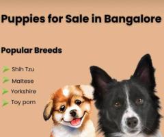 Yorkshire Puppies for Sale in Bangalore | Ethically Bred by Aubree