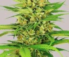Seed Banks That Ship To Usa