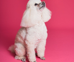 Affordable Mobile Dog Grooming Services in Dubai | Happy Puppy